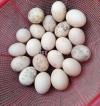 Aseel eggss