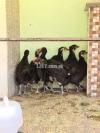 Australorp 42days chicks