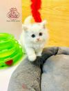 Beautiful Persian  Kitten Available