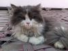 Persian male cat 2 code