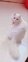White persian cat triple coated doll face for sale