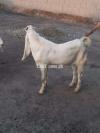 Goats for haqeeka and sadqa 700/kg