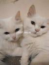 persian cat pair for sell