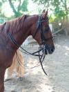 Thoroughbred male horse aged 4.5 years