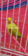 Green parrot fimal