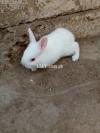 baby rabbit for sale