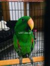 Eclectus parrot bird