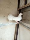 Breader lakha pair for sell