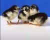Austrolop chicks