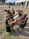 Pure Desi Hens for Sale