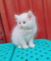Persian female kitten available
