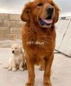 pedigree golden retriever puppy availble for sale imported parents