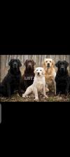 High quality Labrador pups