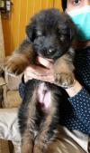 Black mask german shephed male pup for sale
