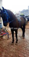 Teli mushka horse for sale age 3 years