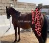 Ghora For sale Horse