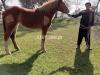 Heavy breeds female horse Salian breed