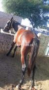 Lal ghori /red filly