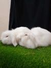 Fancy Rabbits Bunnies