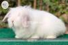 White Fuzzy Lop Rabbit Male 4 months old!
