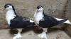 American Fantail & Lahori Shirazi Imported Fancy Pigeons Available