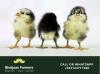 Australorp & RiR Chicks (Day Old)