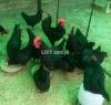 Austrolop Chicks and eggs for Sale