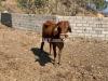 Sahiwal cow for Sale