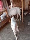 Rajan Puri goat for sale with female bacha