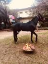 Baeuty Black Male Horse For Sale