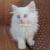 persian blue eyez kitten