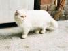 Percian breeder female cats