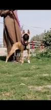 Jumping dog male age 3 month for sale available