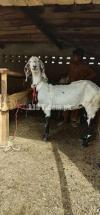 Best price male/female rajan puri goats