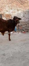 Pure Sahiwal healthy and beautiful cow