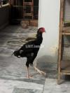 Aseel rooster pure shamo pair  for sale