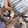 Serval kittens available( male and female)