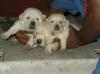 Cute Labrador Male/Female Puppies fawn and black available for sale