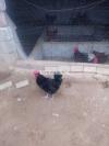 Australorp and RIR rooster for sale