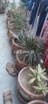 Plants with big pots...