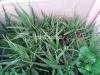 Cheap Aloe Vera Plant 1500 for 3