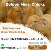 Golden Misri Chicks