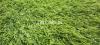 Artificial grass astro truf turf astro foolbol ground green truf astro