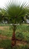 Washingtonia palm trees