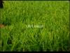 Artificial grass astro turf