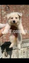 white  long cort German shepherd puppies available