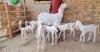 Goat For Sale03039145425