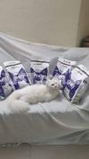 Fluffy cat food 1.2kg pack