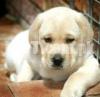 All breeds puppies available