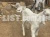 baby goat tapray and kamori